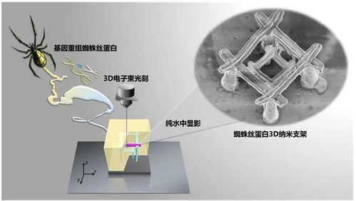 比钢丝绳强5倍 中国科学家3D打印蜘蛛丝复杂三维纳米结构